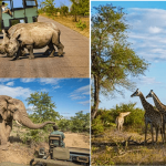 Afrika’nın Kalbi – Kruger Ulusal Parkı