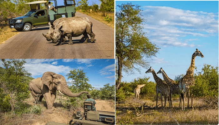 Afrika'nın Kalbi - Kruger Ulusal Parkı